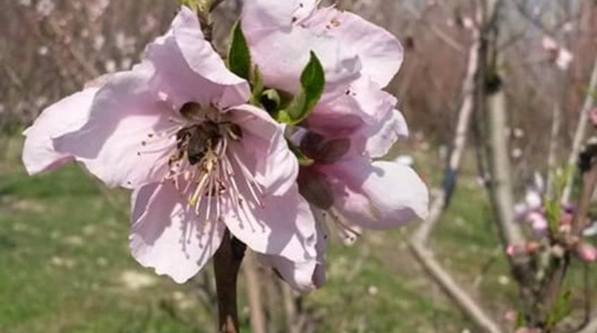 Mut&rsquo;tta şeftali ve erik ağa&ccedil;ları erken &ccedil;i&ccedil;ek a&ccedil;tı