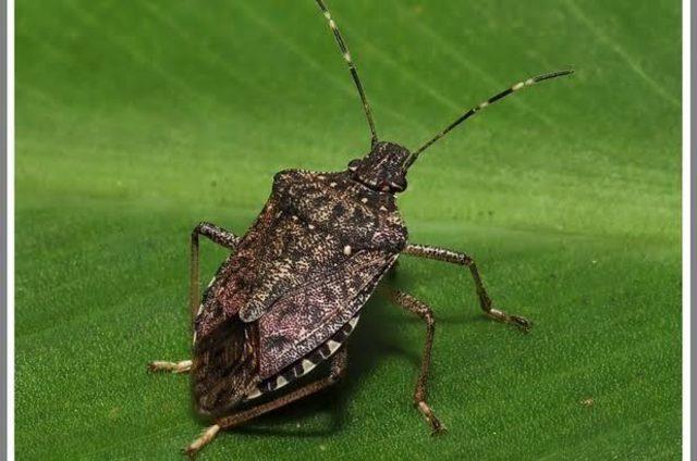 Karadeniz de  kahverengi kokarca  b&ouml;ceği tehlikesi 2
