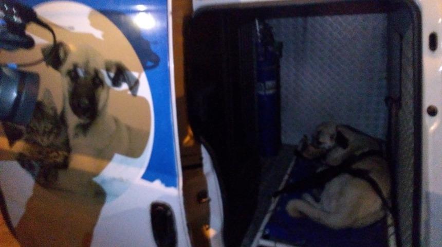 Yaralı köpeğe Küçük Dostlar Ambulansı anında müdahale etti