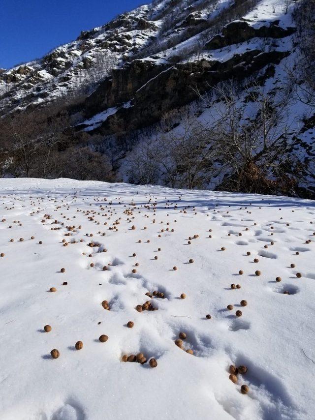 2 bin liralık cevizini hayvanlar için doğaya bıraktı