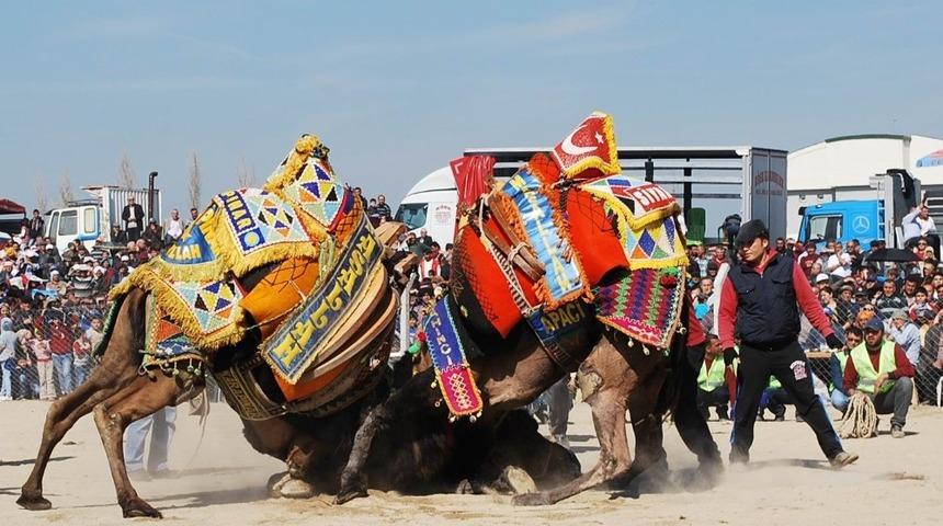 Salihli deve g&uuml;reşleriyle renklenecek