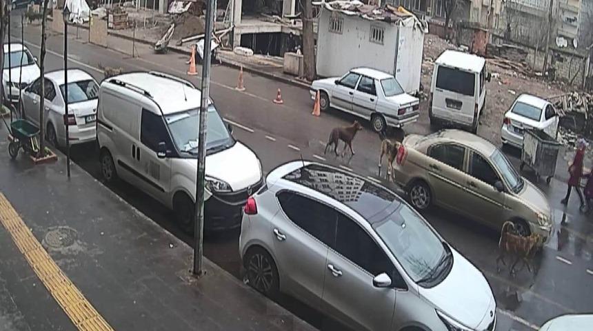 Sokak k&ouml;pekleri tehlike sa&ccedil;ıyor
