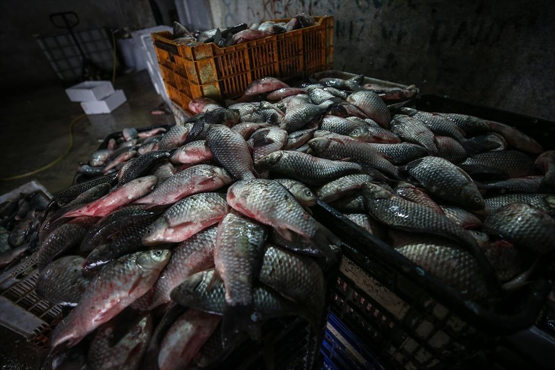  Manyas'tan &ccedil;ıkıyor Irak ve Suriye'de t&uuml;ketiliyor