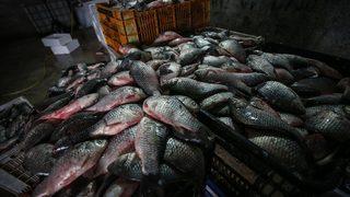  Manyas'tan çıkıyor Irak ve Suriye'de tüketiliyor