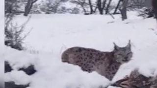 Yer: Tunceli! Avladığı tilkiyi yerken görüntülendi