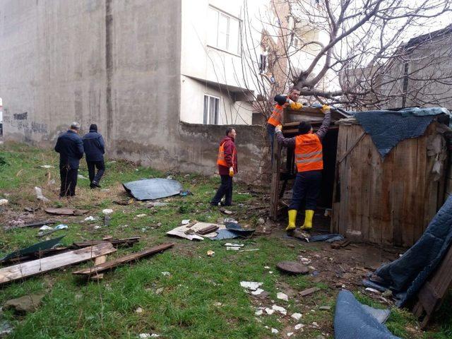 Başıboş pitbull belediye ekipleri tarafından yakalandı