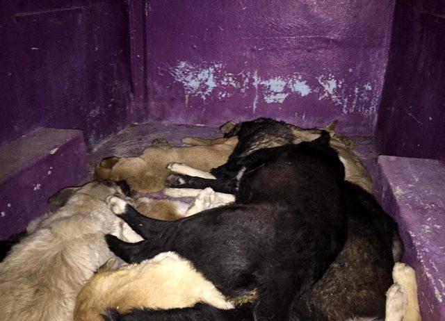'12 köpek zehir verilerek, telef edildi' iddiası