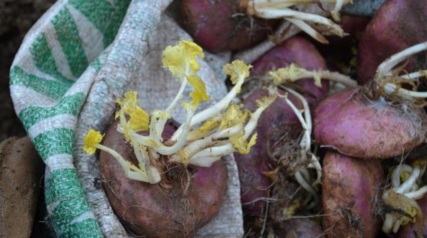 Toprak altında saklanan lezzet: Şalgam