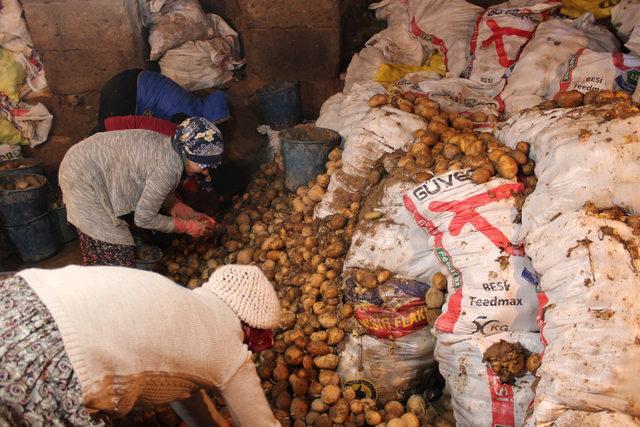 Niğde'den tanzime günlük 100 ton patates gidiyor