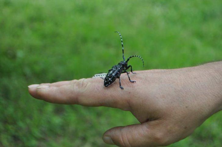 Karadeniz'de 'kahverengi kokarca' tehlikesi!  G1