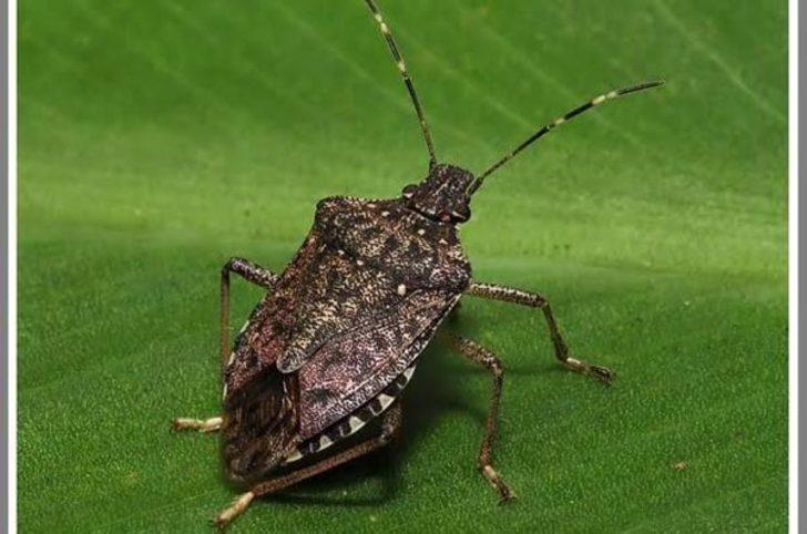 Karadeniz'de 'kahverengi kokarca' tehlikesi!  G3