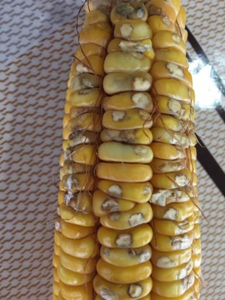 Karadeniz'de 'kahverengi kokarca' tehlikesi!  G4