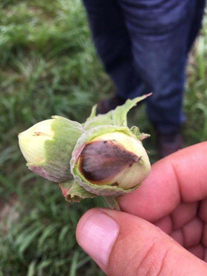 Karadeniz'de 'kahverengi kokarca' tehlikesi!  G5