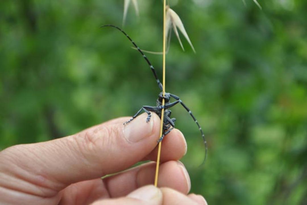 Karadeniz'de 'kahverengi kokarca' tehlikesi! 