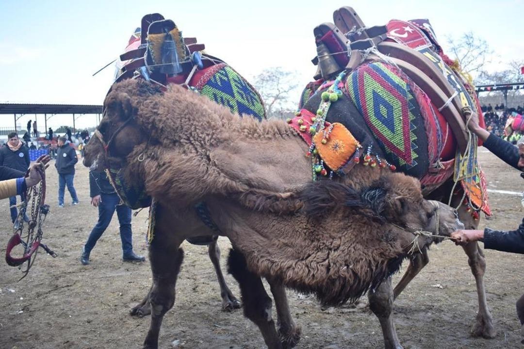 Havran deve g&uuml;reşlerine ev sahipliği yaptı