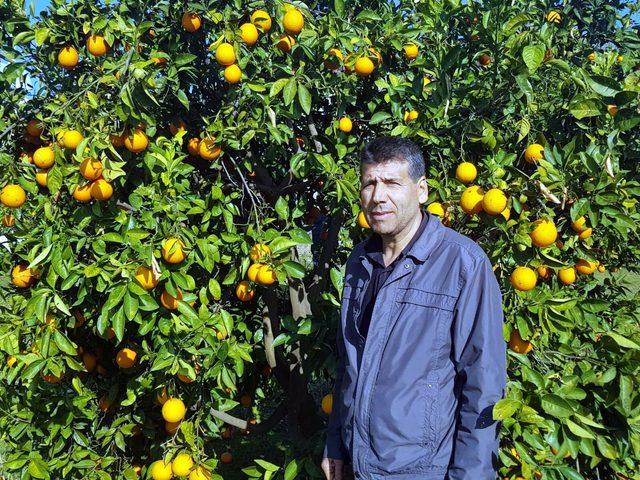 Dalaman'daki portakal ve limon üreticisi destek bekliyor