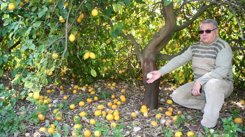 Mersin'de limon dalda kaldı