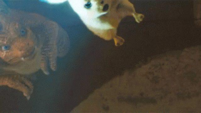 Pokemonlar Detective Pikachu ile geri dönüyor! İşte yeni fragman