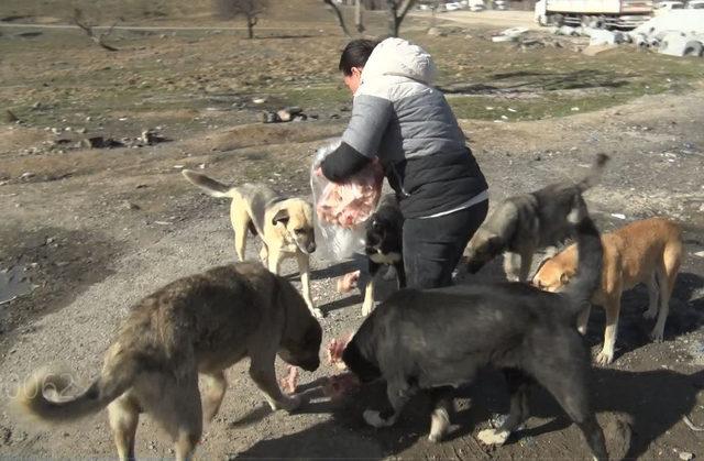 '19 köpek zehir verilerek, telef edildi' iddiası (2)