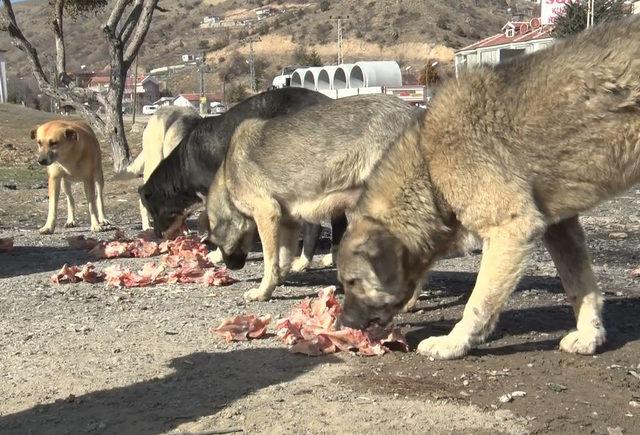 '19 köpek zehir verilerek, telef edildi' iddiası (2)