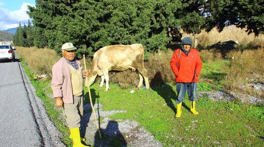 Yem fiyatları artınca besiciler alternatif arayışına girdi