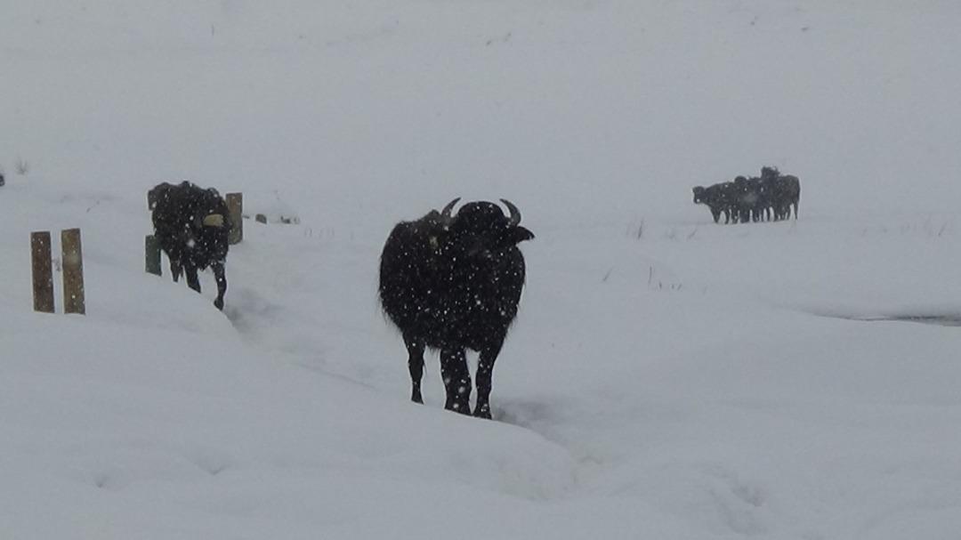 Eksi 30 derecede taze ot yiyorlar
