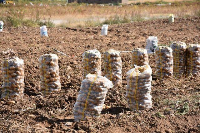 Aksaray patates ekimi yasaklanmadı