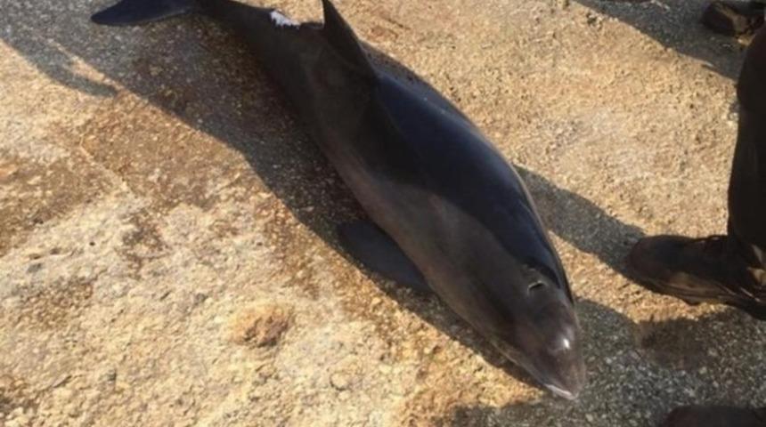 Gemlik sahiline &ouml;l&uuml; yunus vurdu