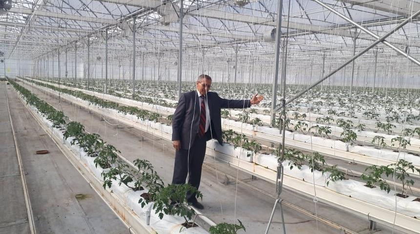 Sıfırdan başladı, yıllık 500 ton domates &uuml;retiyor