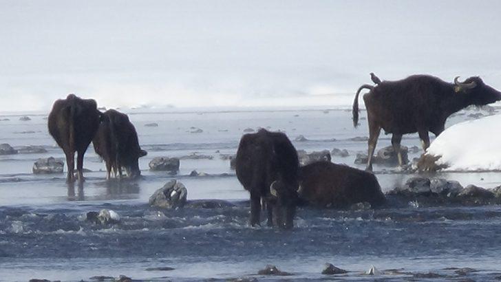 Eksi 30 derecede taze ot için dondurucu suya giriyorlar G1