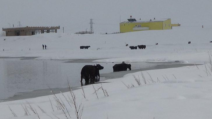 Eksi 30 derecede taze ot için dondurucu suya giriyorlar G4