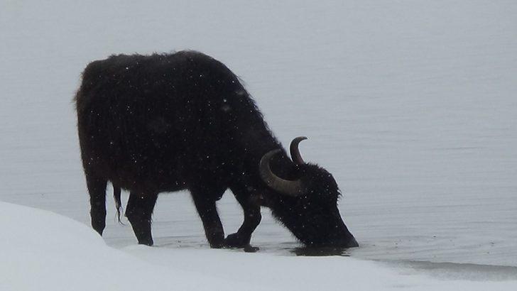 Eksi 30 derecede taze ot için dondurucu suya giriyorlar G5