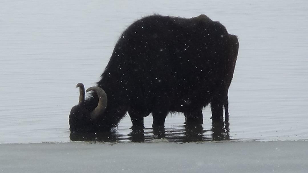 Eksi 30 derecede taze ot i&ccedil;in dondurucu suya giriyorlar