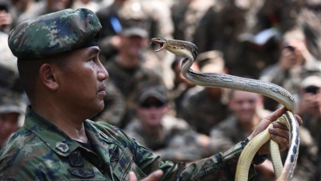 Tatbikat i&ccedil;in kobra kanı i&ccedil;tiler!