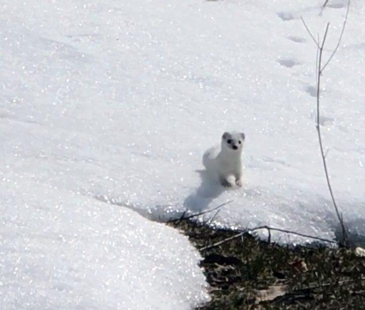 Nesli tükenen beyaz gelincik Bitlis’te görüntülendi G1