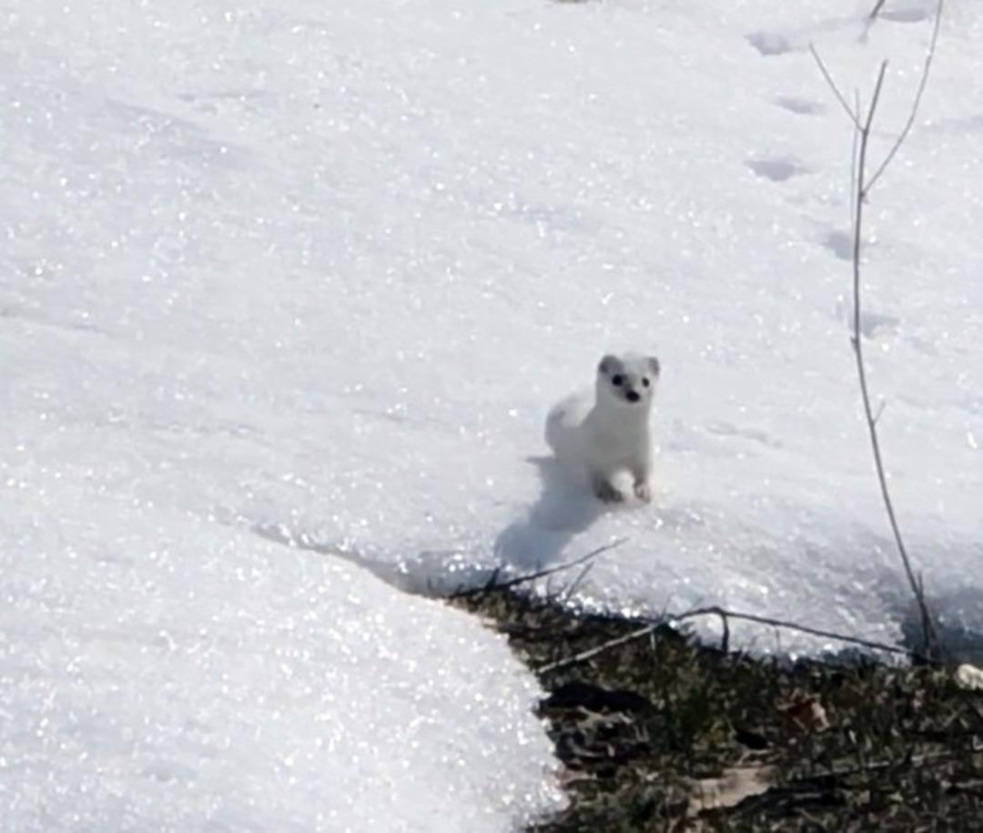 Nesli t&uuml;kenen beyaz gelincik Bitlis&rsquo;te g&ouml;r&uuml;nt&uuml;lendi
