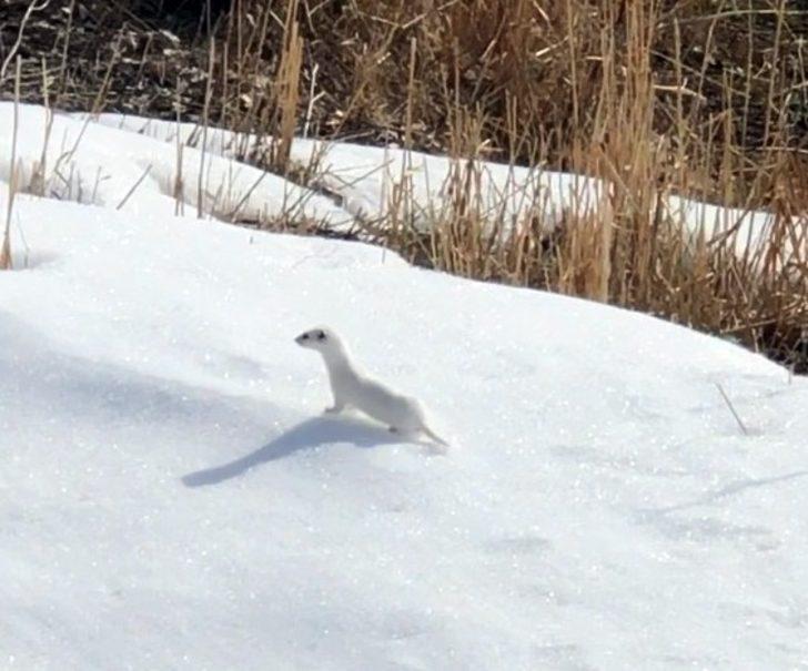 Nesli tükenen beyaz gelincik Bitlis’te görüntülendi G2