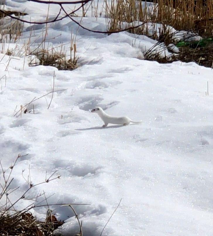 Nesli tükenen beyaz gelincik Bitlis’te görüntülendi G5