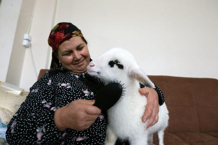 Kuzuya bebek gibi bakıyorlar! Altını bezleyip biberonla süt veriyorlar G1