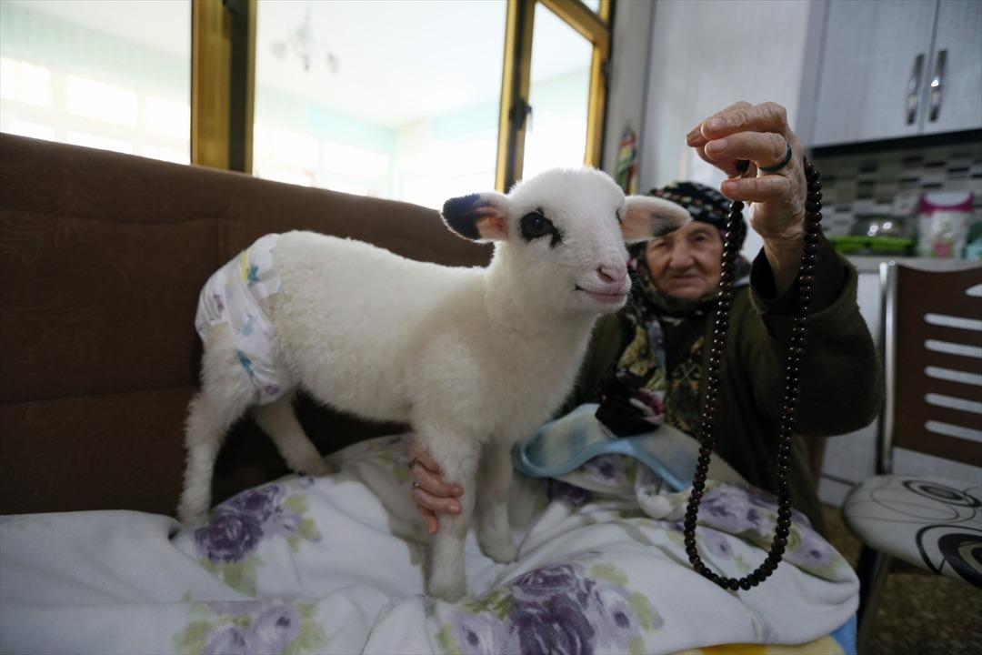Kuzuya bebek gibi bakıyorlar! Altını bezleyip biberonla s&uuml;t veriyorlar