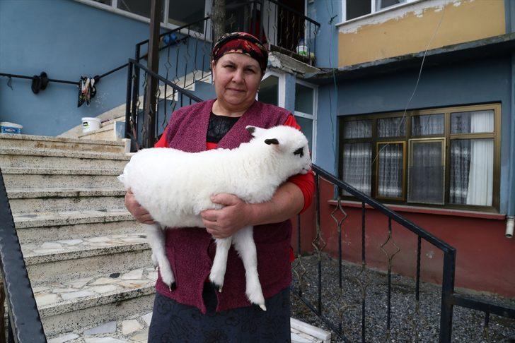 Kuzuya bebek gibi bakıyorlar! Altını bezleyip biberonla süt veriyorlar G3