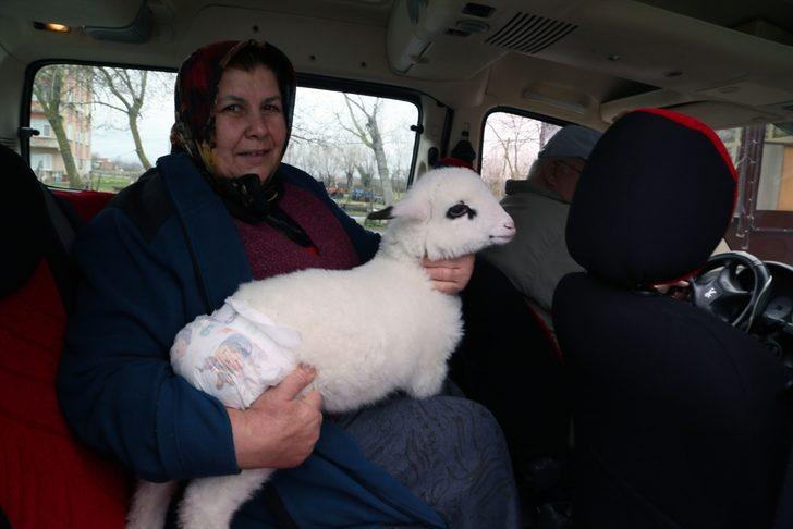 Kuzuya bebek gibi bakıyorlar! Altını bezleyip biberonla süt veriyorlar G4