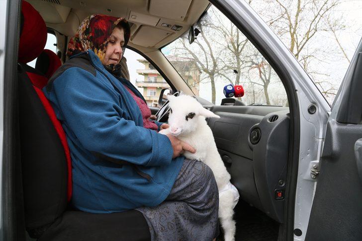 Kuzuya bebek gibi bakıyorlar! Altını bezleyip biberonla süt veriyorlar G5