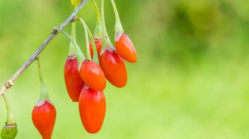 Goji meyvesini yemek için 7 etkileyici sebep