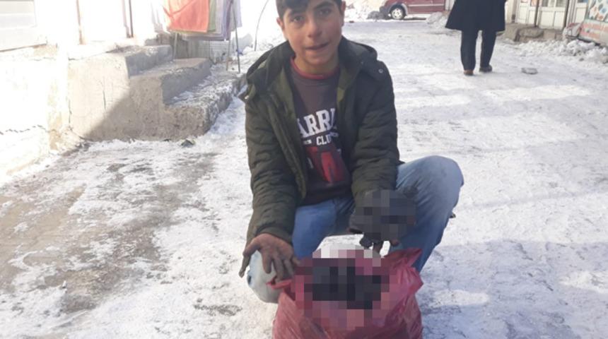 Eksi 20 derecede tek tek topluyor! Nedenini duyan duygulanıyor