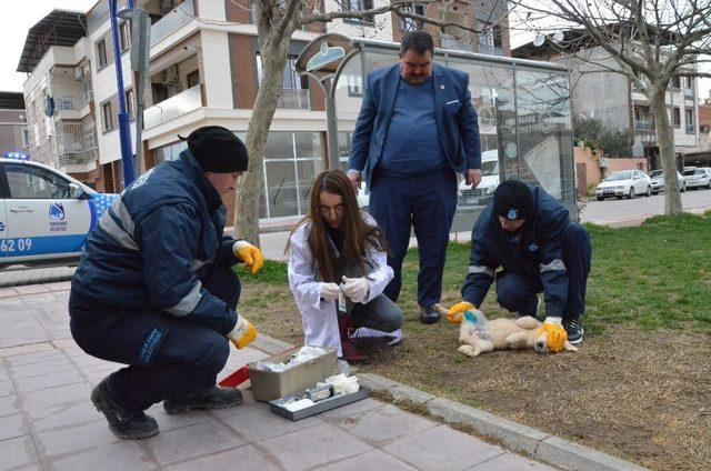 Yunusemre’de hayvan ambulansı hizmet başladı