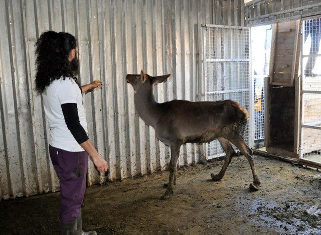 Tedavisi tamamlanan 3 geyik ve 2 leylek Kocaeli'ye gönderildi