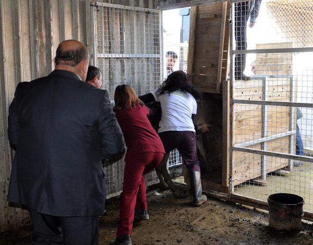 Tedavisi tamamlanan 3 geyik ve 2 leylek Kocaeli'ye gönderildi