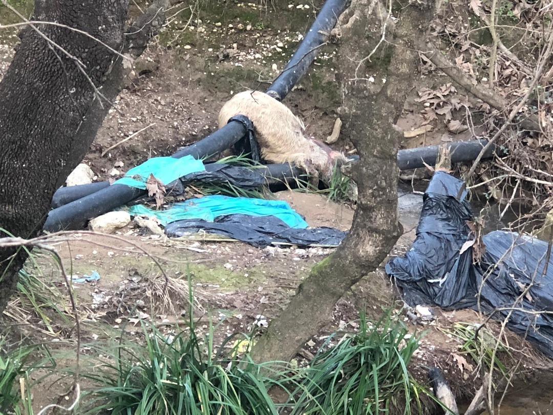 &Ouml;l&uuml; bedenleri her yeri sardı! 'Son g&uuml;nlerde sık sık rastlıyoruz'