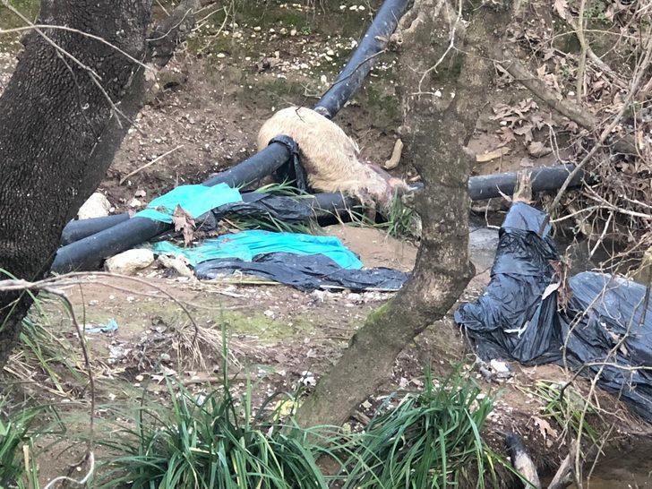 Ölü bedenleri her yeri sardı! 'Son günlerde sık sık rastlıyoruz' G1